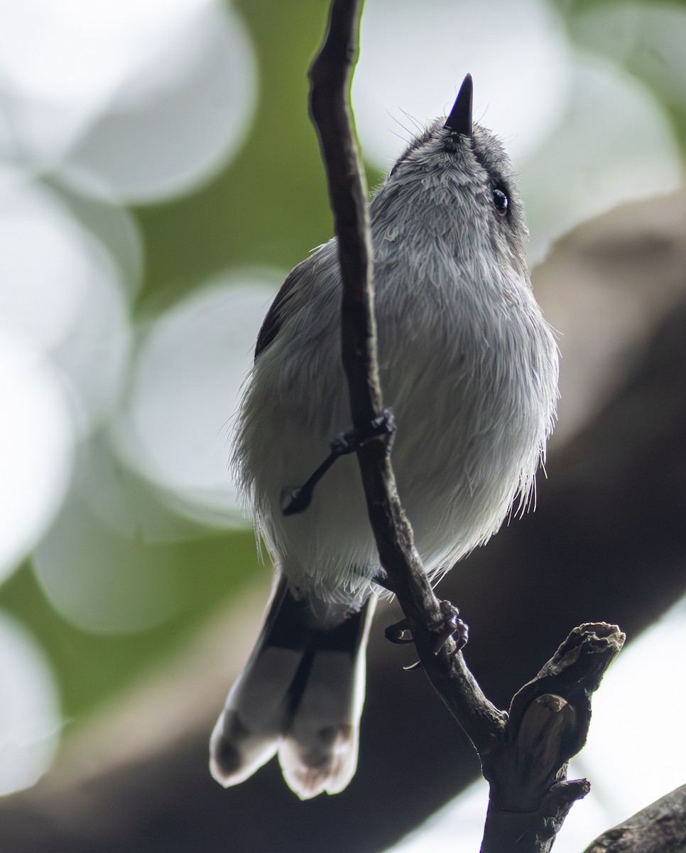 Gray Gerygone - Pedro Nicolau