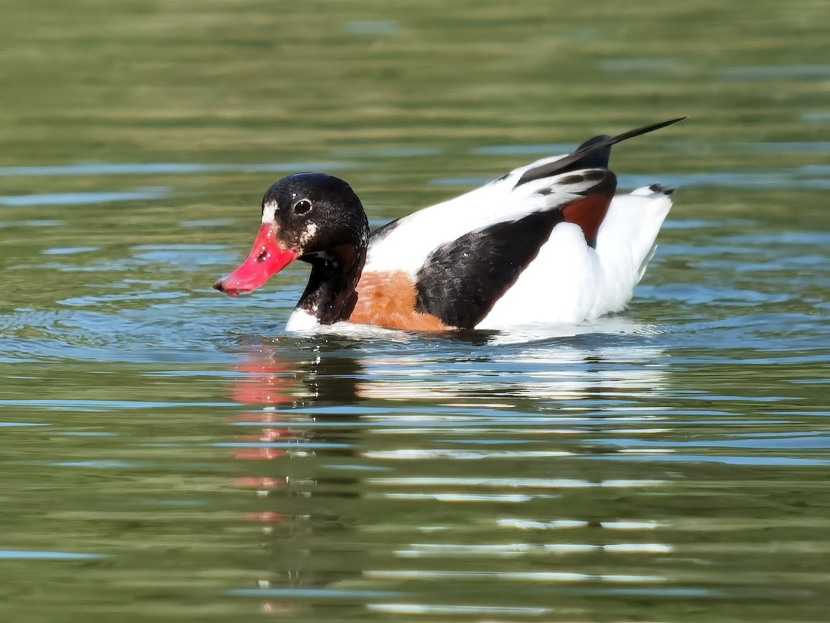 Common Shelduck - Peter Milinets-Raby