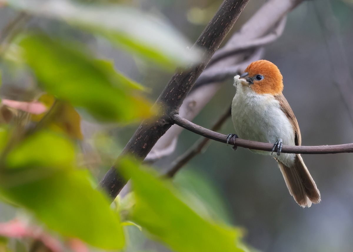 White-breasted Parrotbill - ML619343069