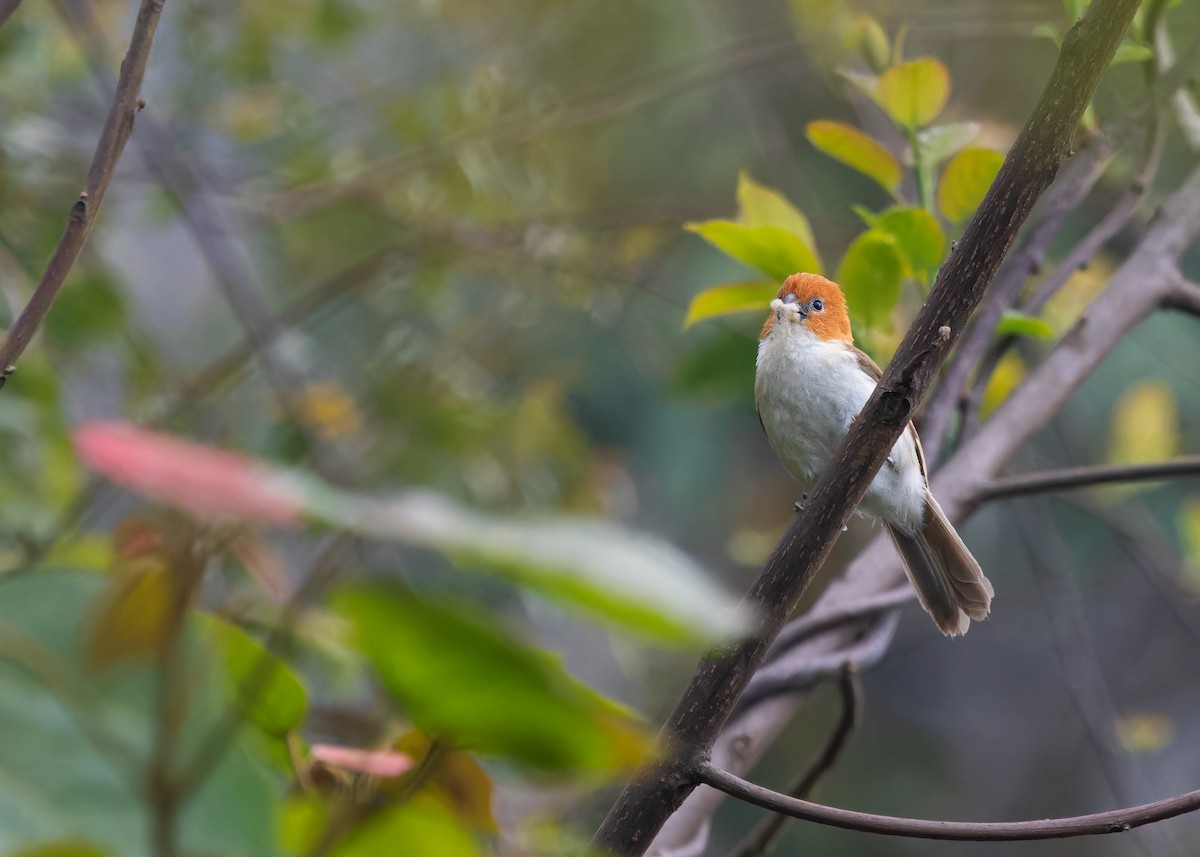 White-breasted Parrotbill - ML619343071