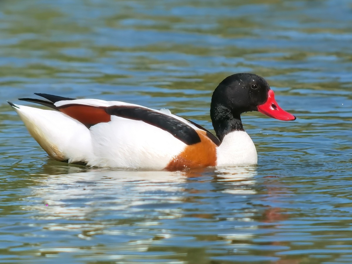 Common Shelduck - Peter Milinets-Raby