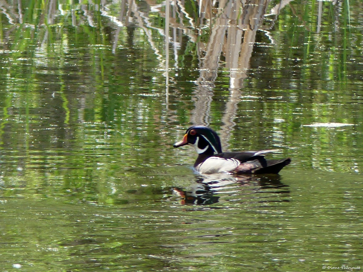 Wood Duck - Diane Thériault