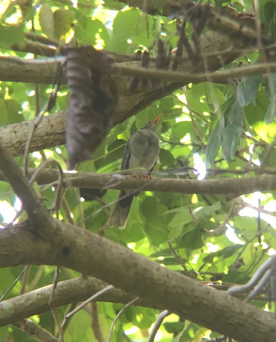 Red-legged Thrush - Mara Flynn