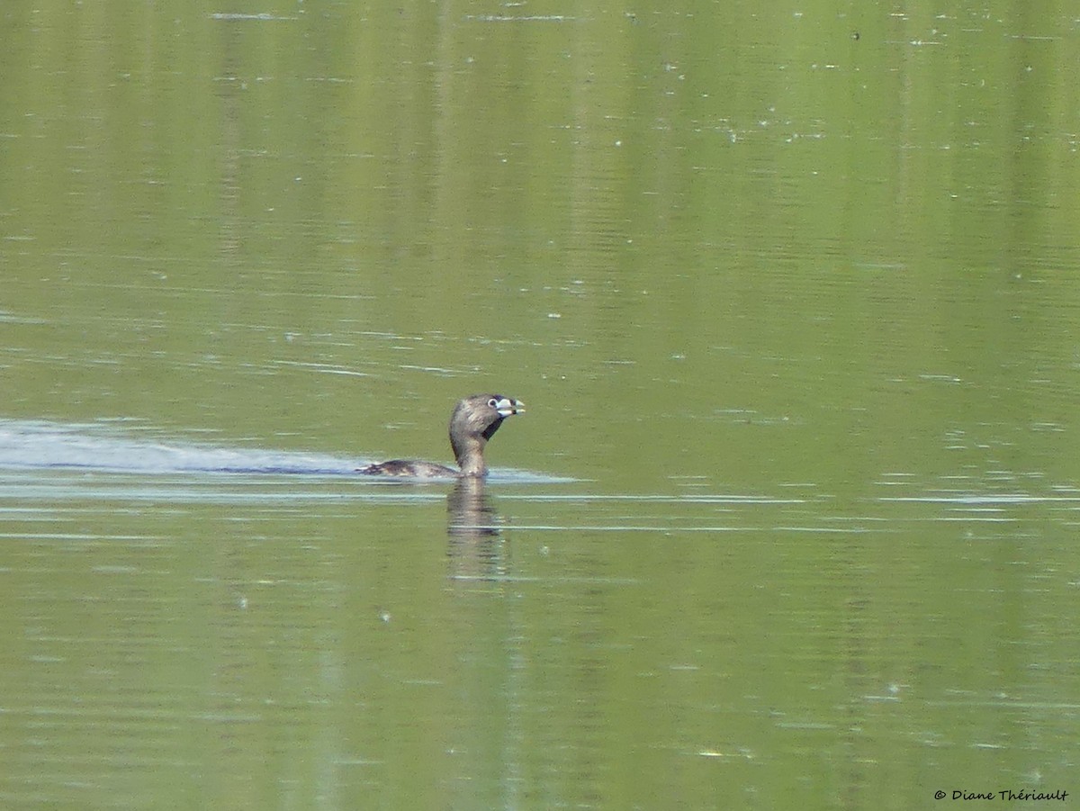 Pied-billed Grebe - Diane Thériault