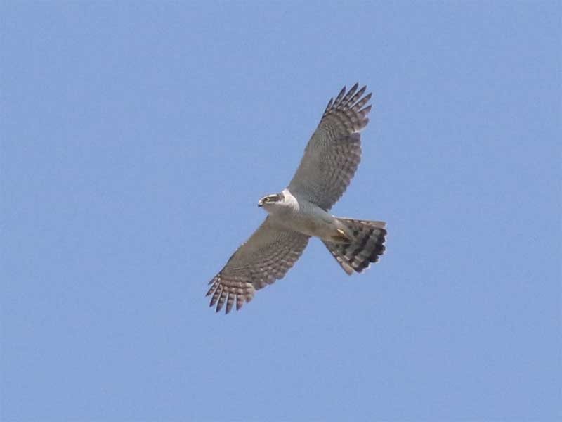 Eurasian Goshawk - ML619343120