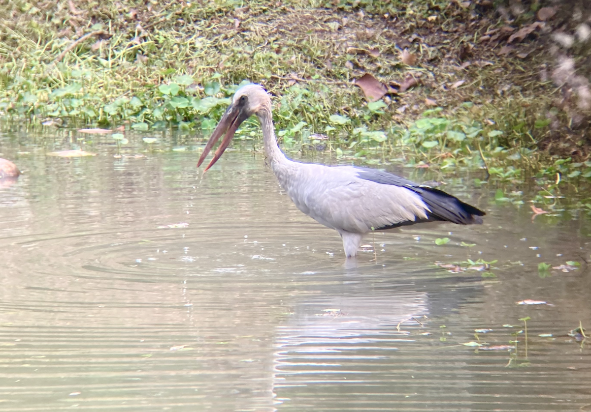 Asian Openbill - ML619343123