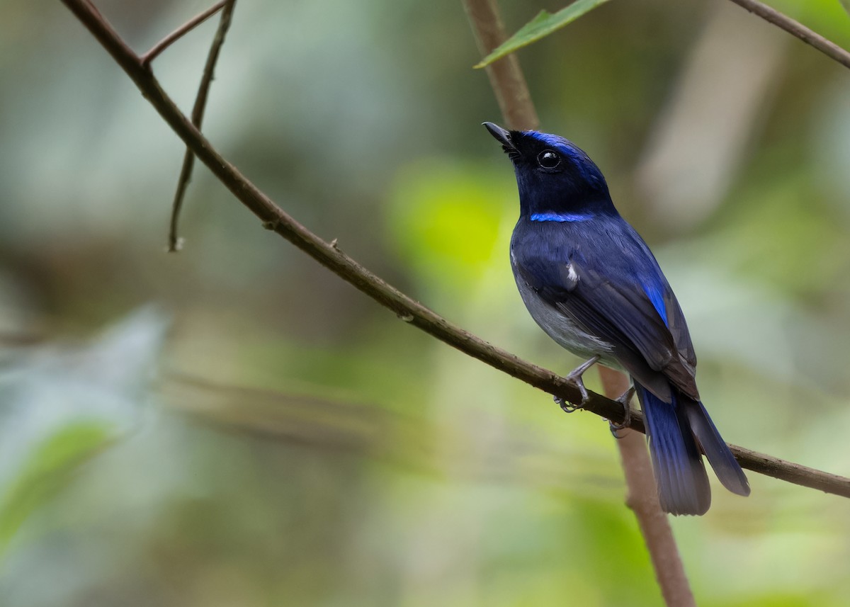 Small Niltava - Ayuwat Jearwattanakanok