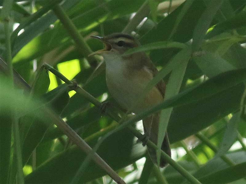 Black-browed Reed Warbler - ML619343131