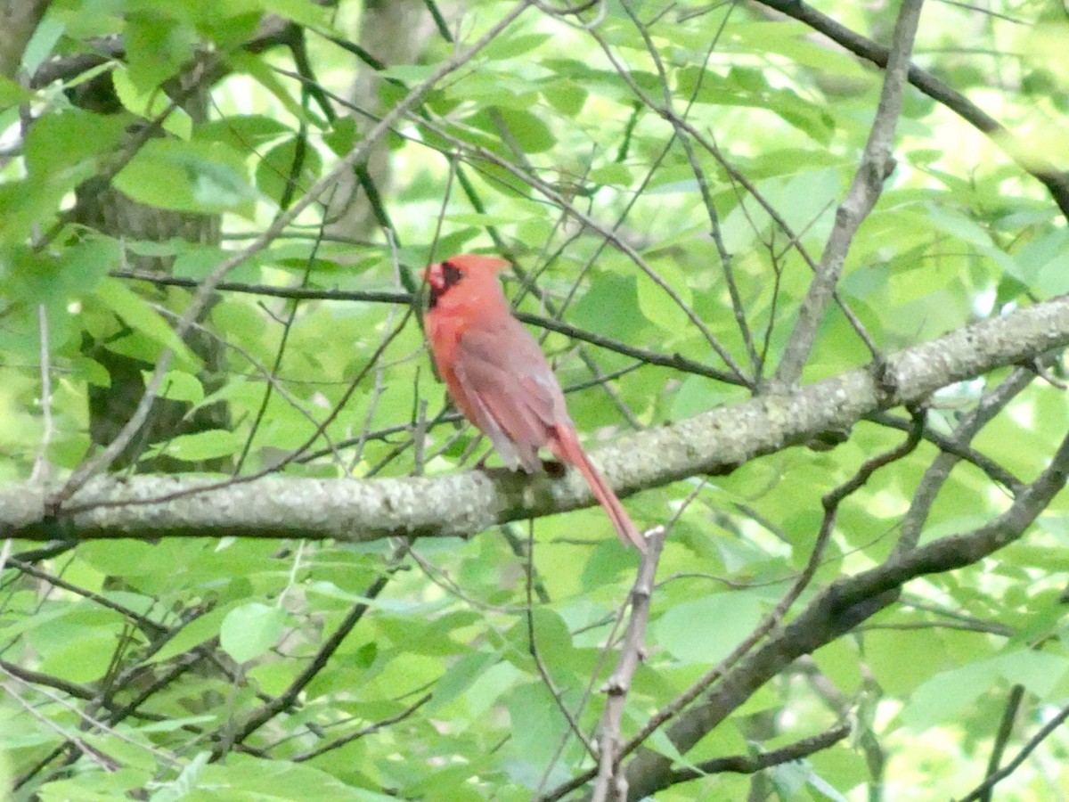 Northern Cardinal - Dan Keener