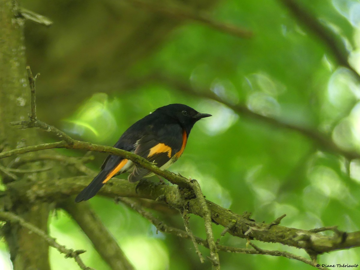 American Redstart - Diane Thériault