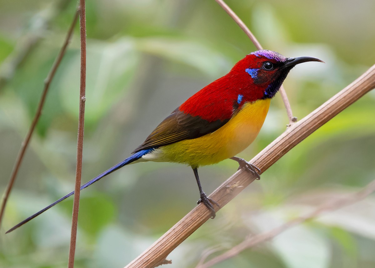 Mrs. Gould's Sunbird - Ayuwat Jearwattanakanok