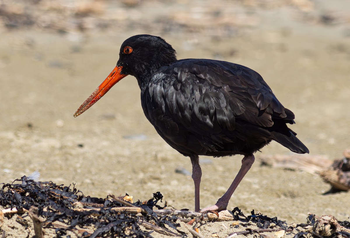 Variable Oystercatcher - Pedro Nicolau