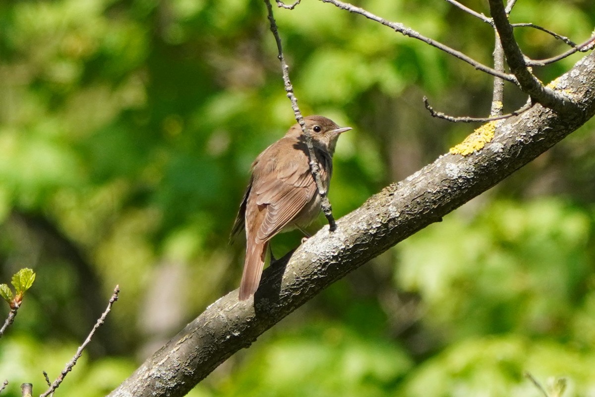 Thrush Nightingale - Anna Guliaeva