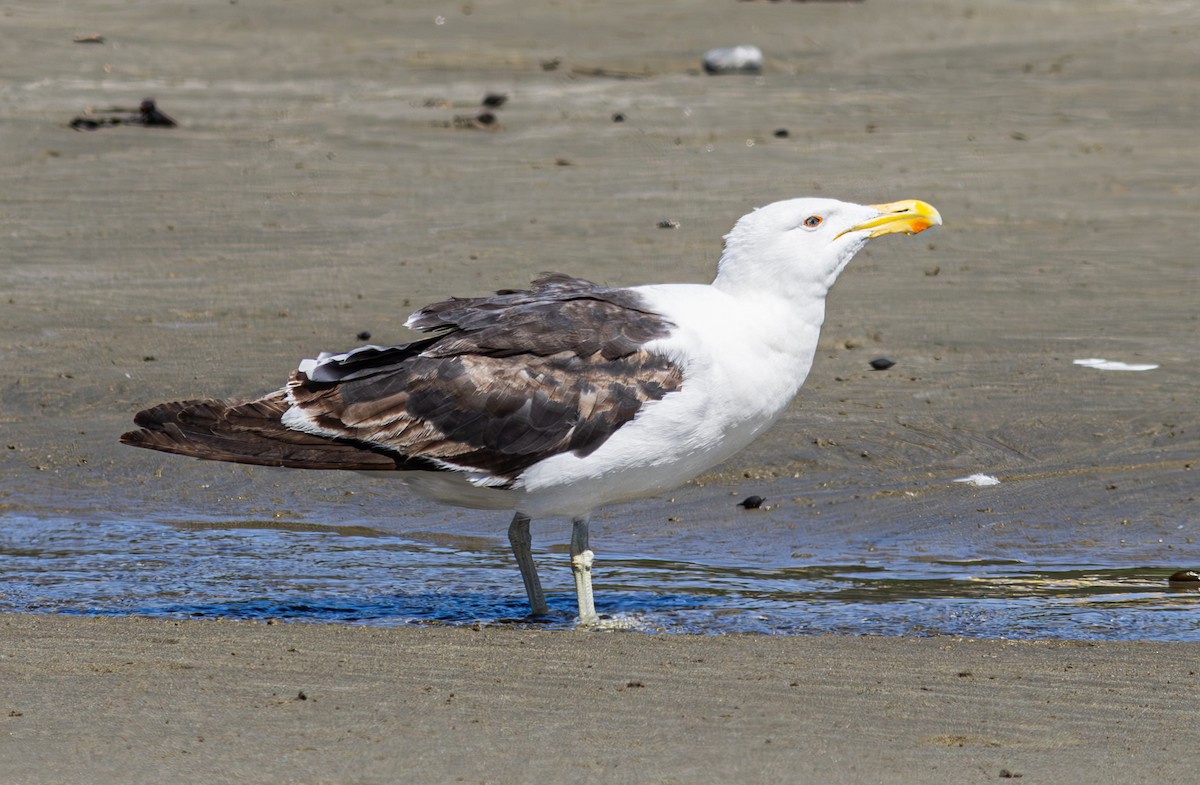 Kelp Gull - Pedro Nicolau