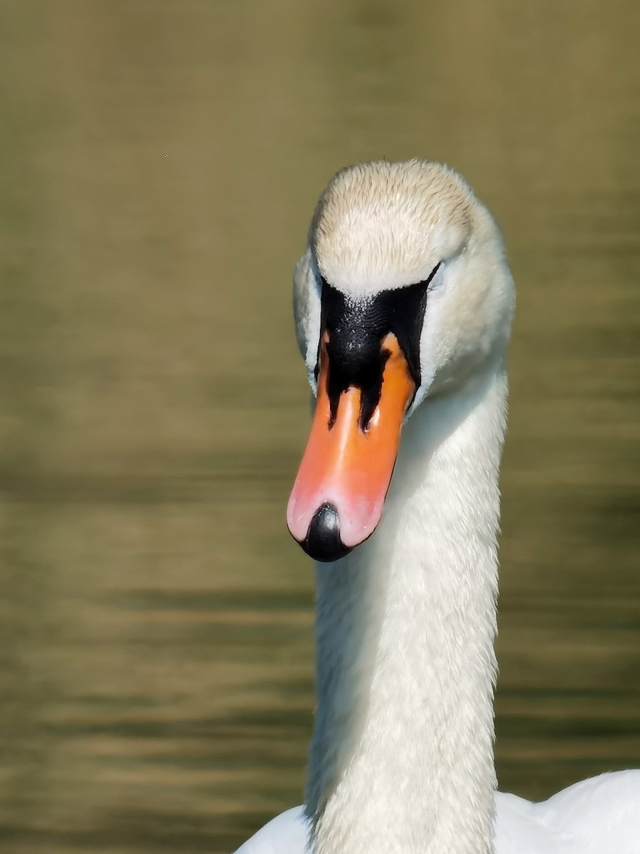 Mute Swan - Peter Milinets-Raby