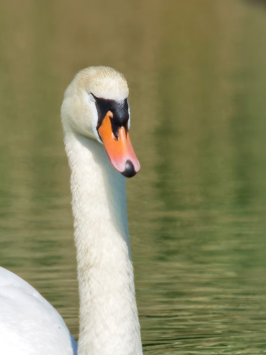 Mute Swan - Peter Milinets-Raby