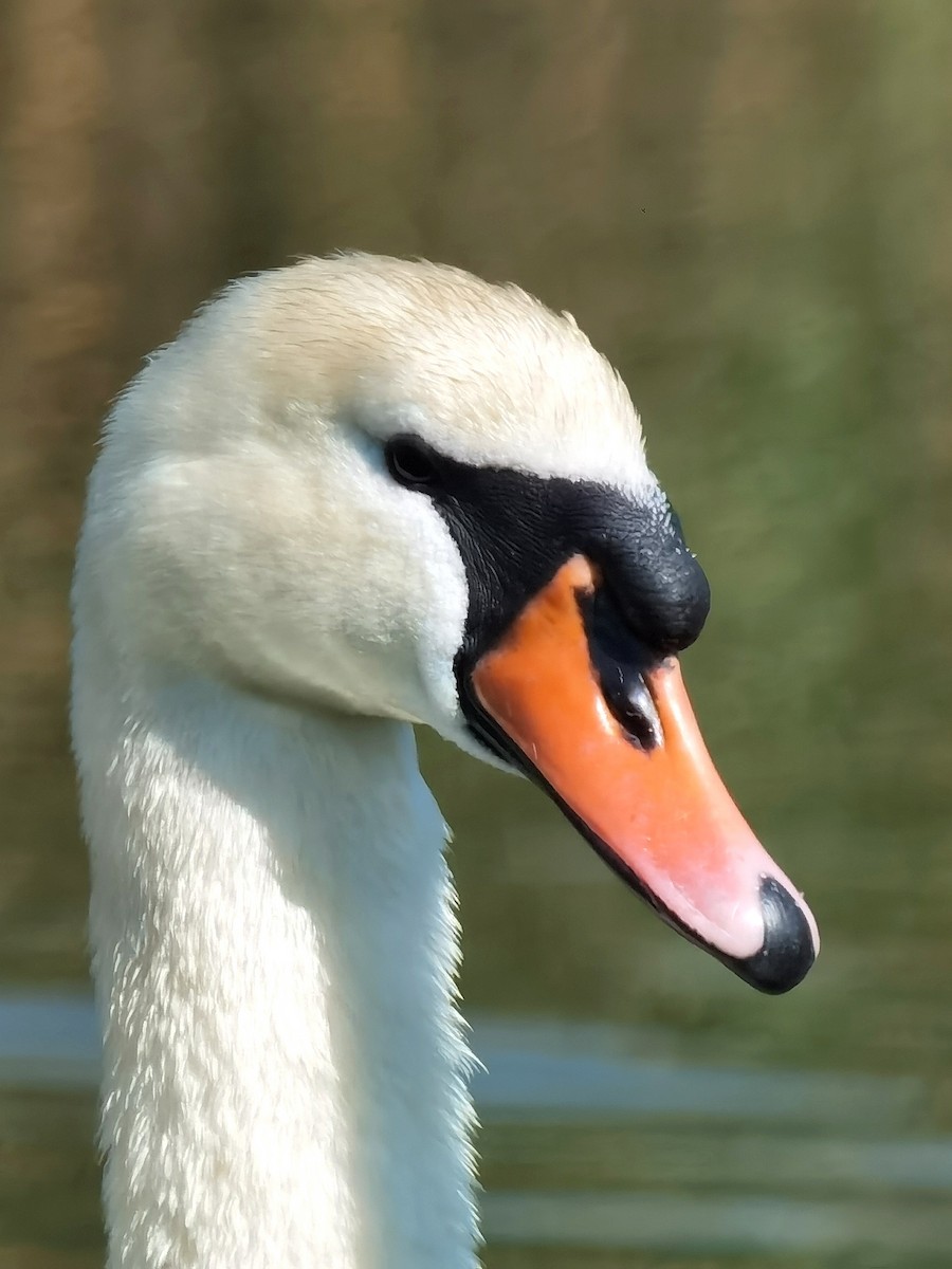 Mute Swan - Peter Milinets-Raby