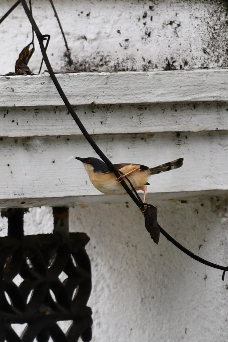 Ashy Prinia - Lakshmi Ashok Kumar