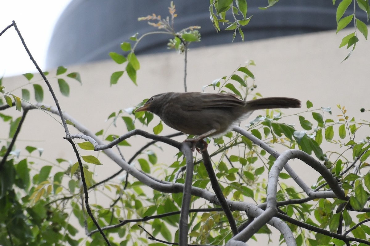 Jungle Babbler - Lakshmi Ashok Kumar