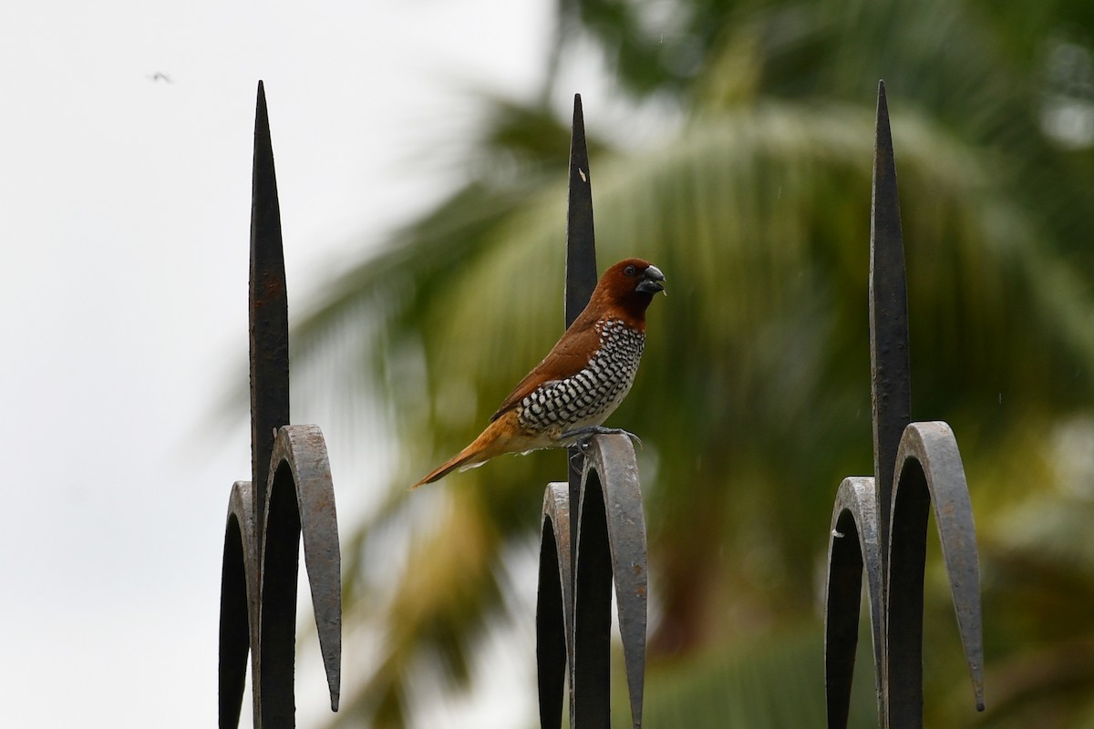 Scaly-breasted Munia - Lakshmi Ashok Kumar