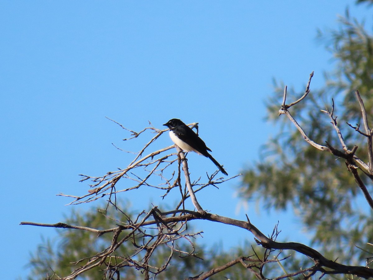 Willie-wagtail - Chunhong LIU