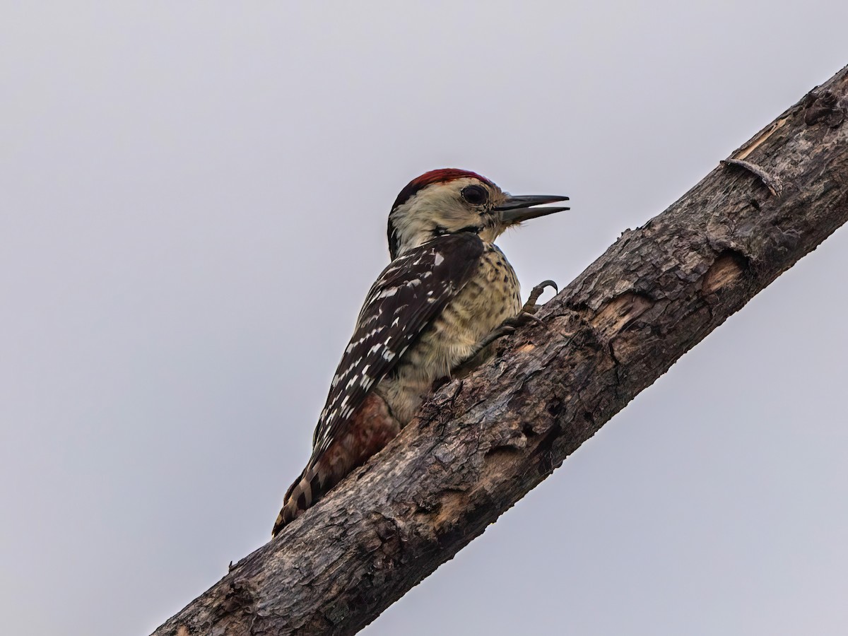 Freckle-breasted Woodpecker - Michael Sanders