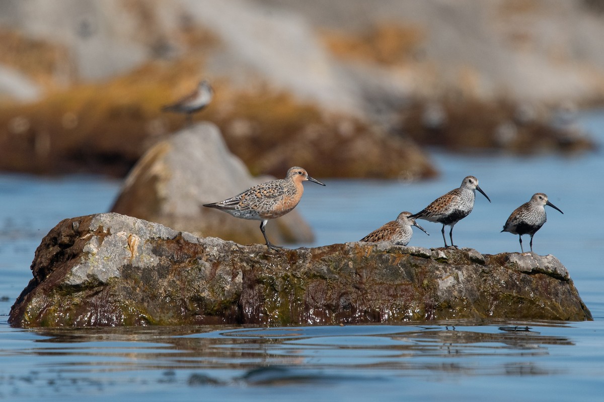 Red Knot - Ryan Griffiths