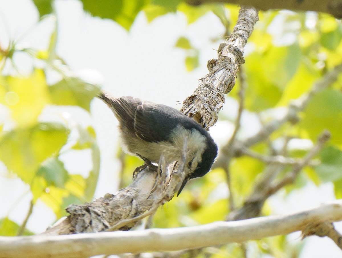 White-breasted Nuthatch - Robin Trevillian