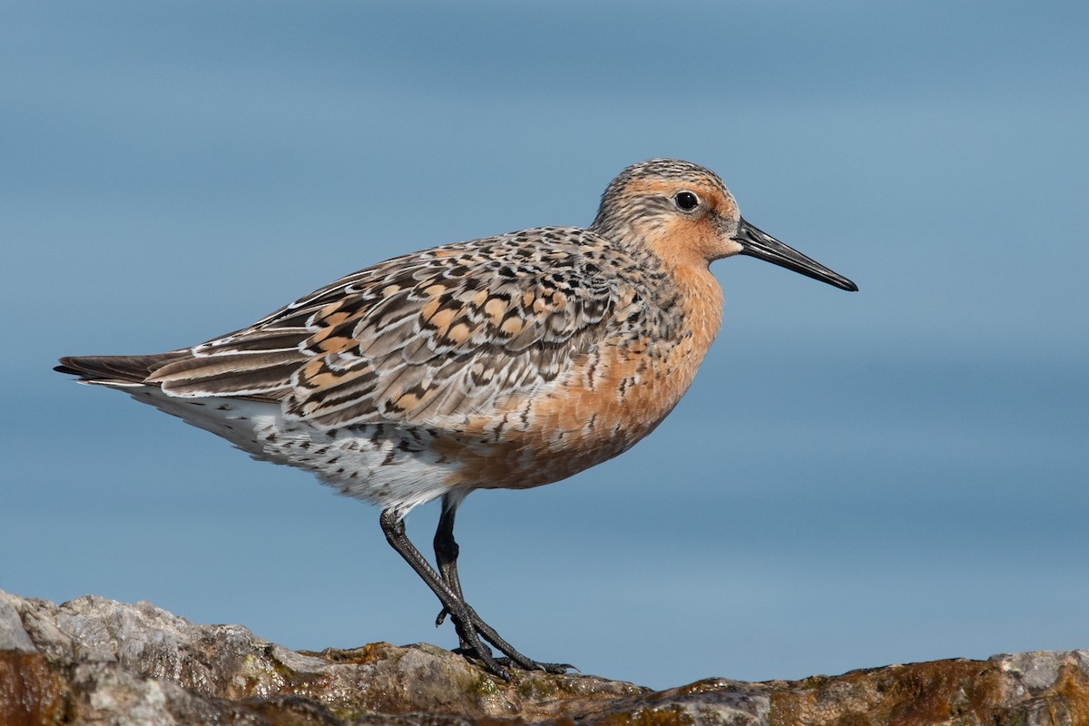 Red Knot - Ryan Griffiths