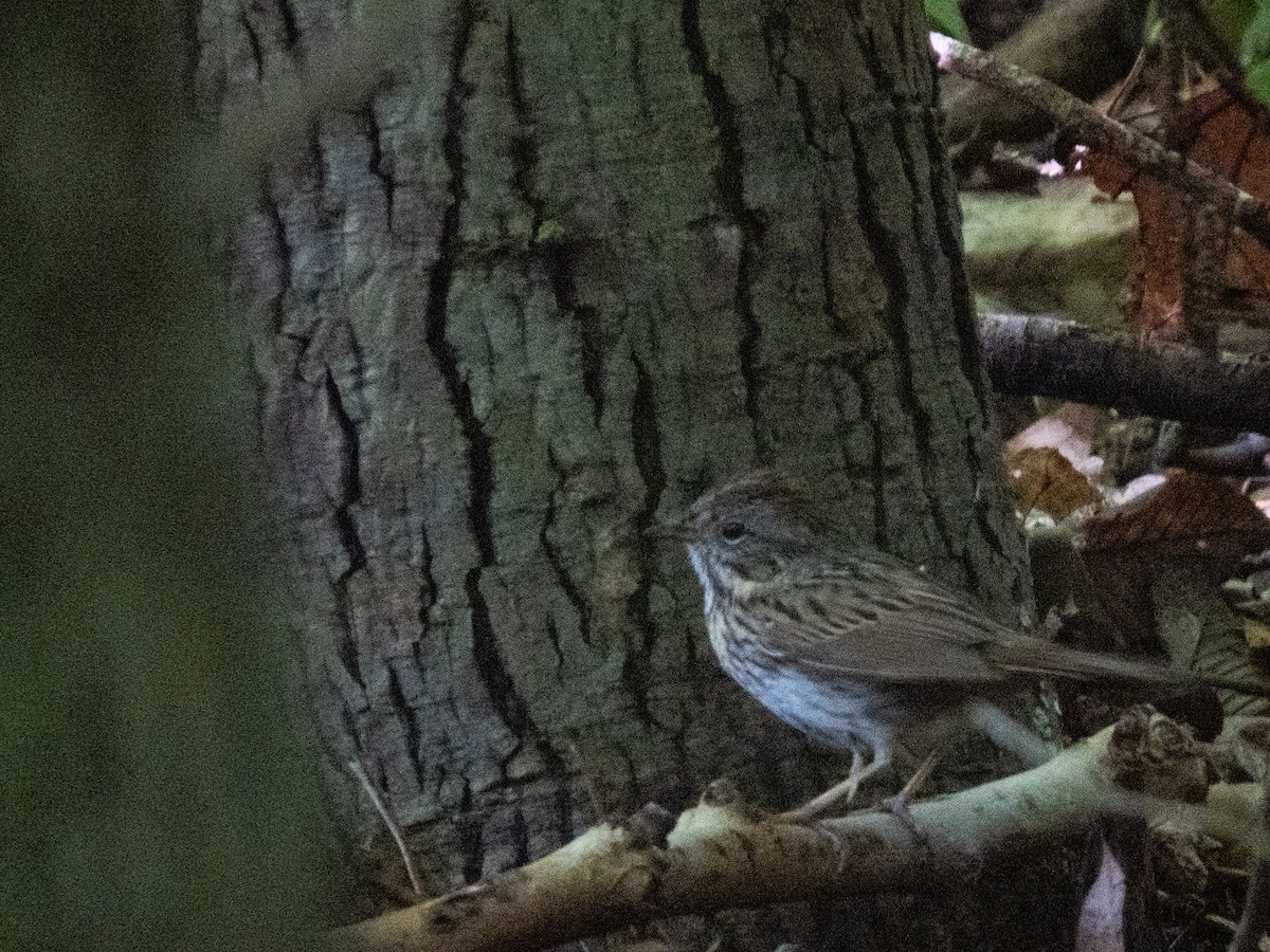 Lincoln's Sparrow - Tom Nagel