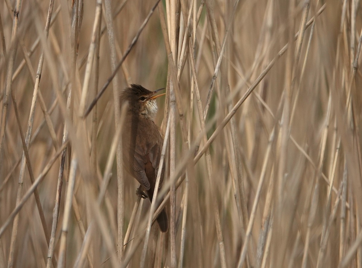 Common Reed Warbler - Duncan Evered