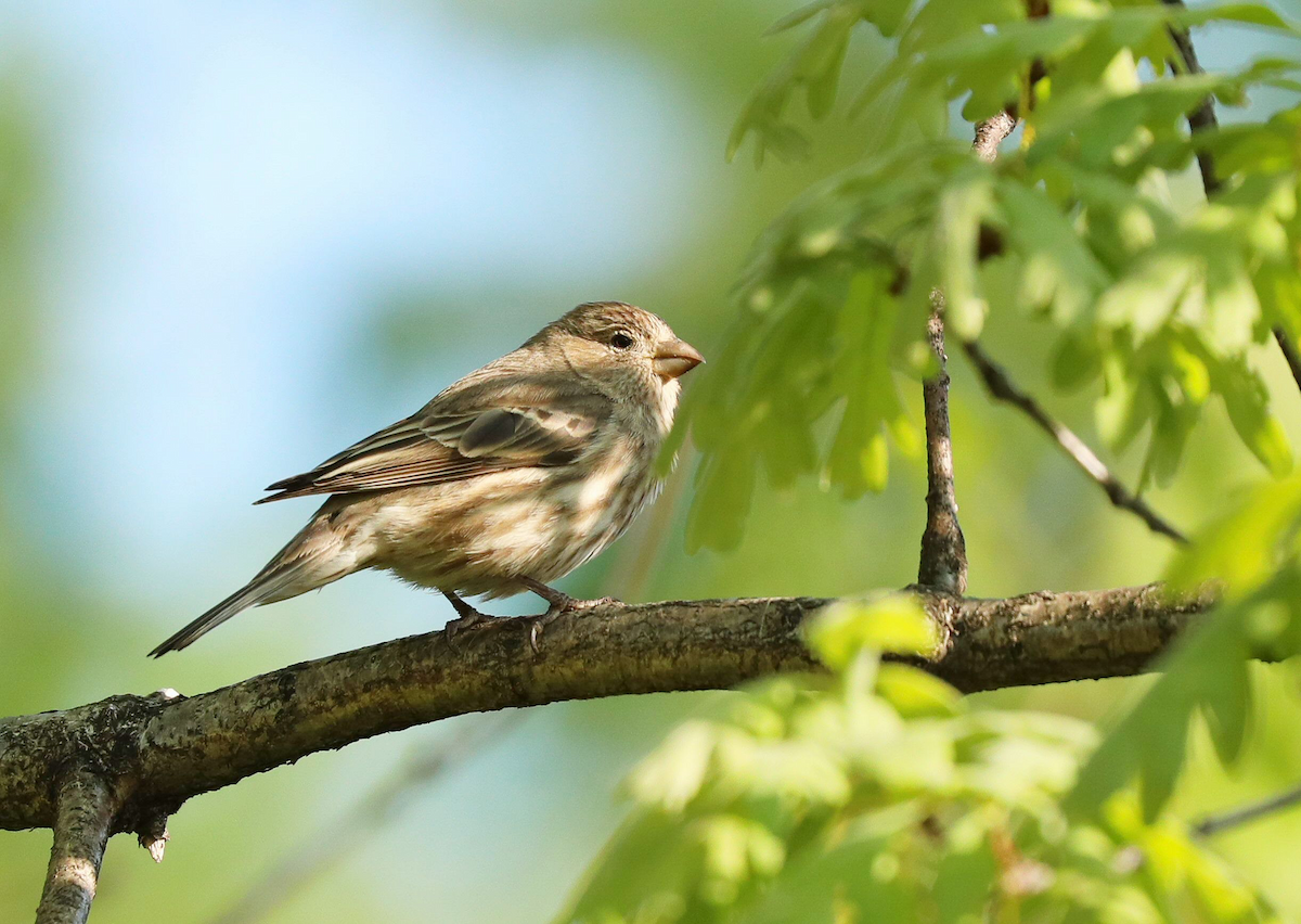 House Finch - Grace Green