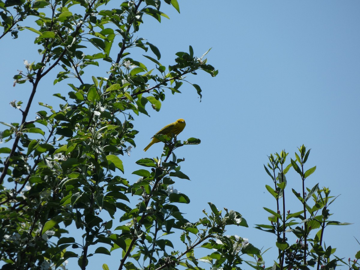 Yellow Warbler - ML619343329