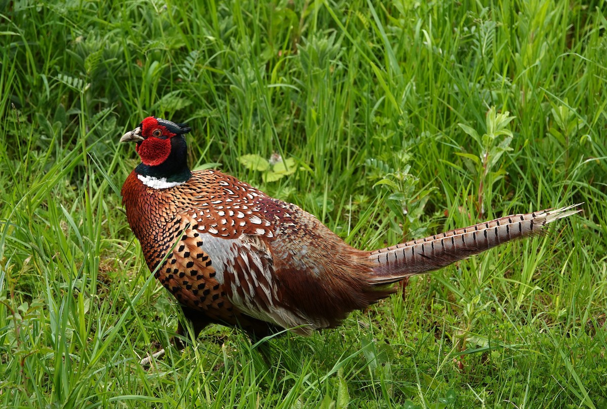 Ring-necked Pheasant - ML619343336
