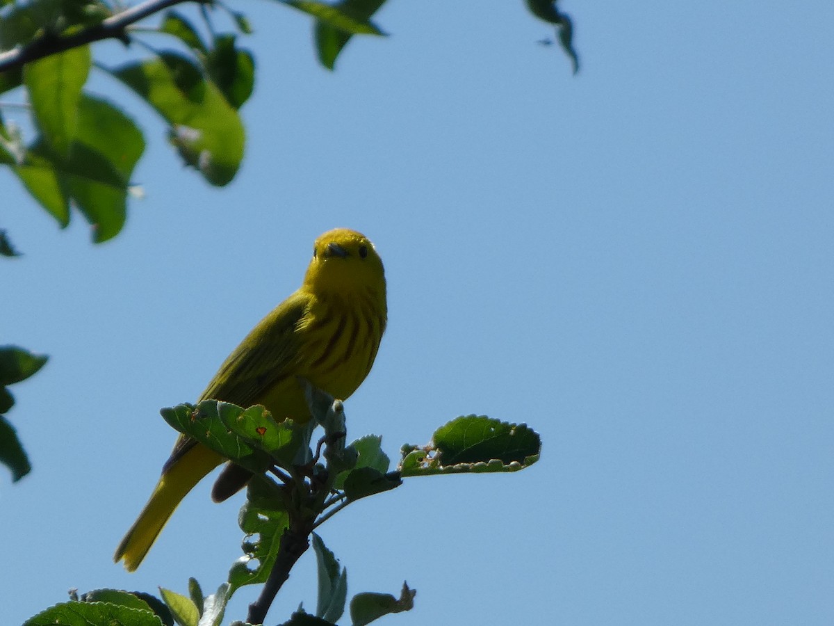 Paruline jaune - ML619343339