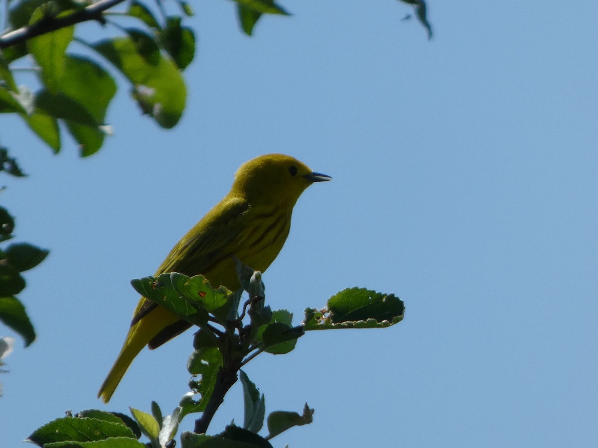 Paruline jaune - ML619343343