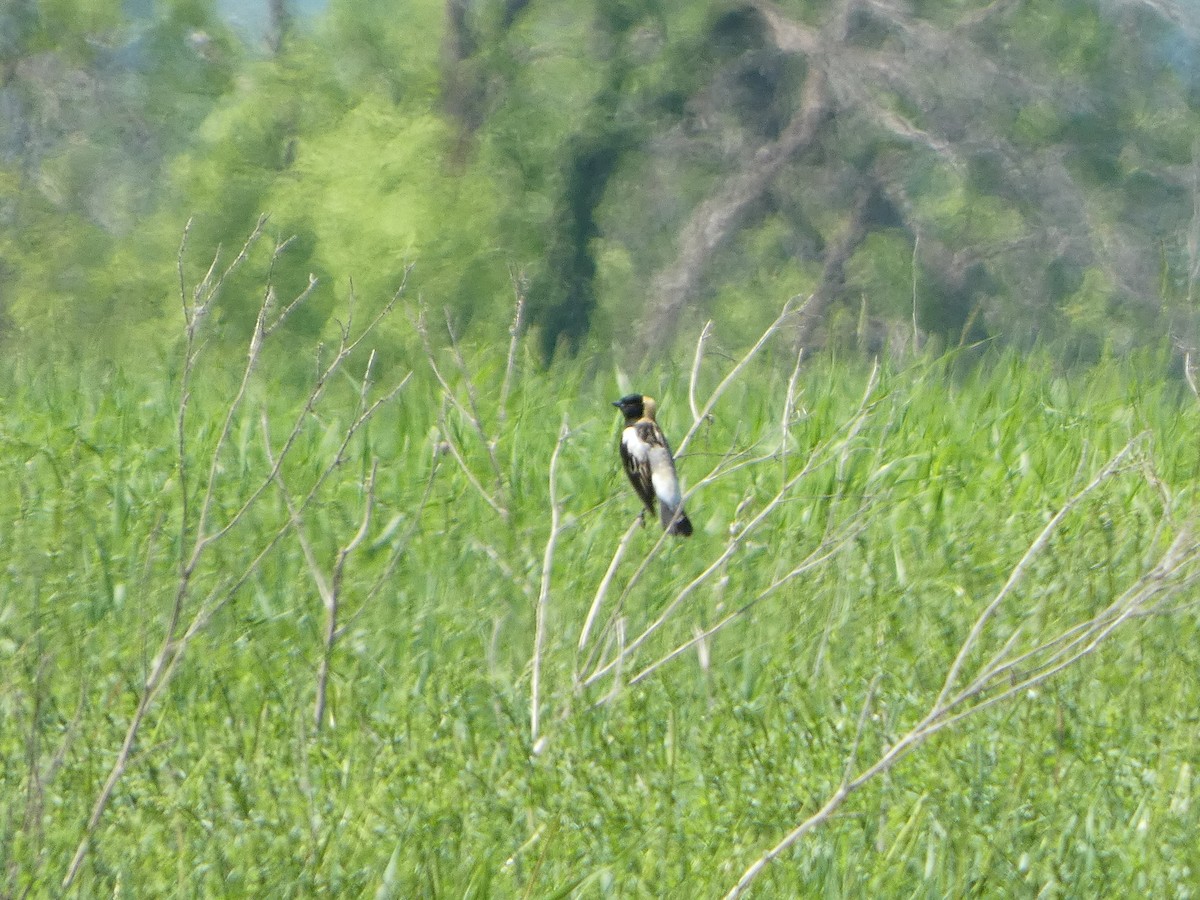 Bobolink - ML619343353