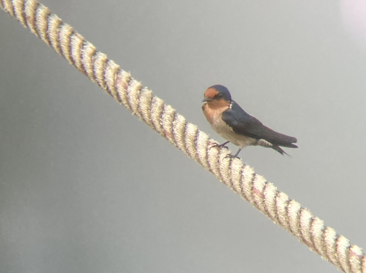 Pacific Swallow - Tora BENZEYEN