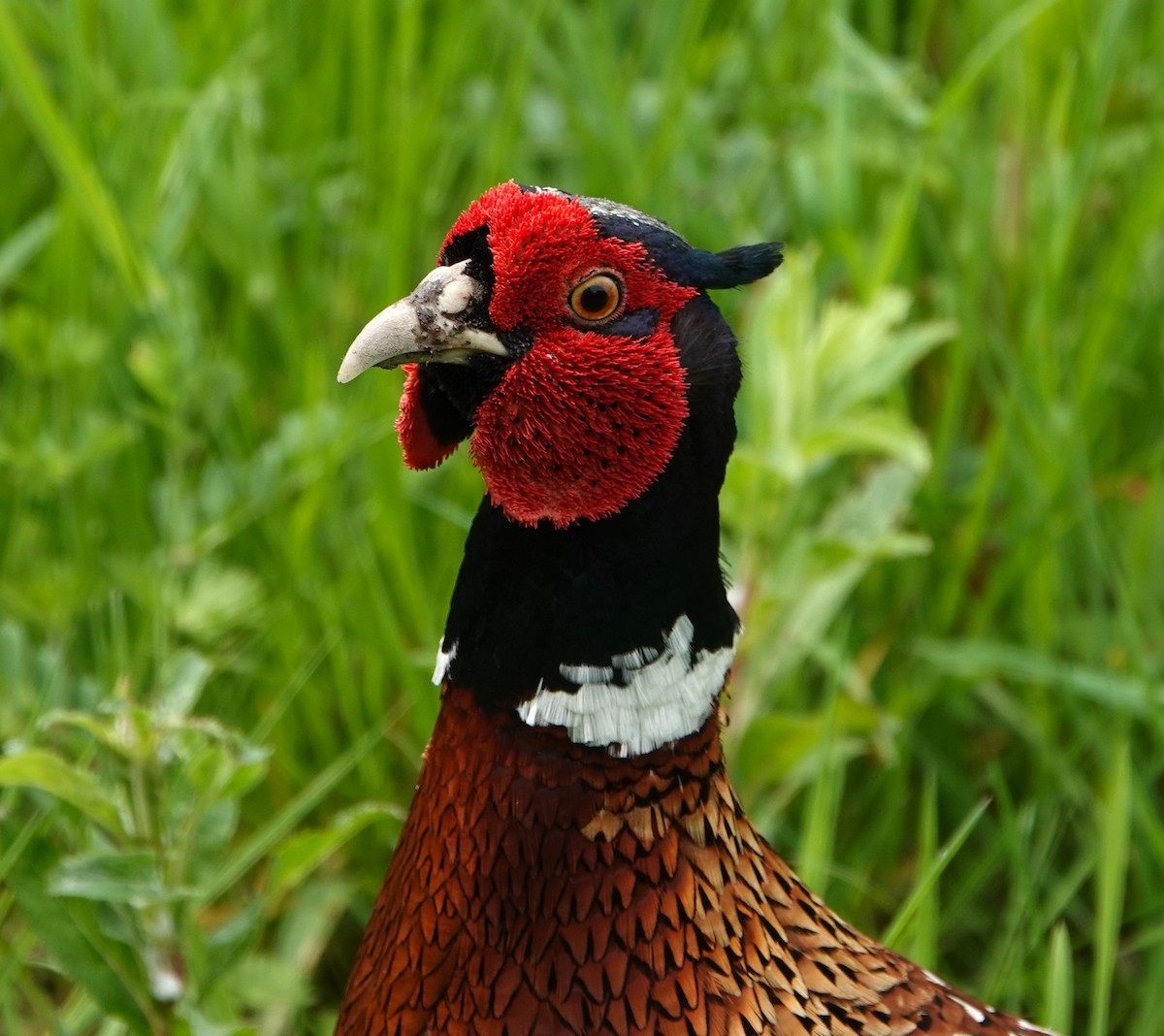 Ring-necked Pheasant - Duncan Evered