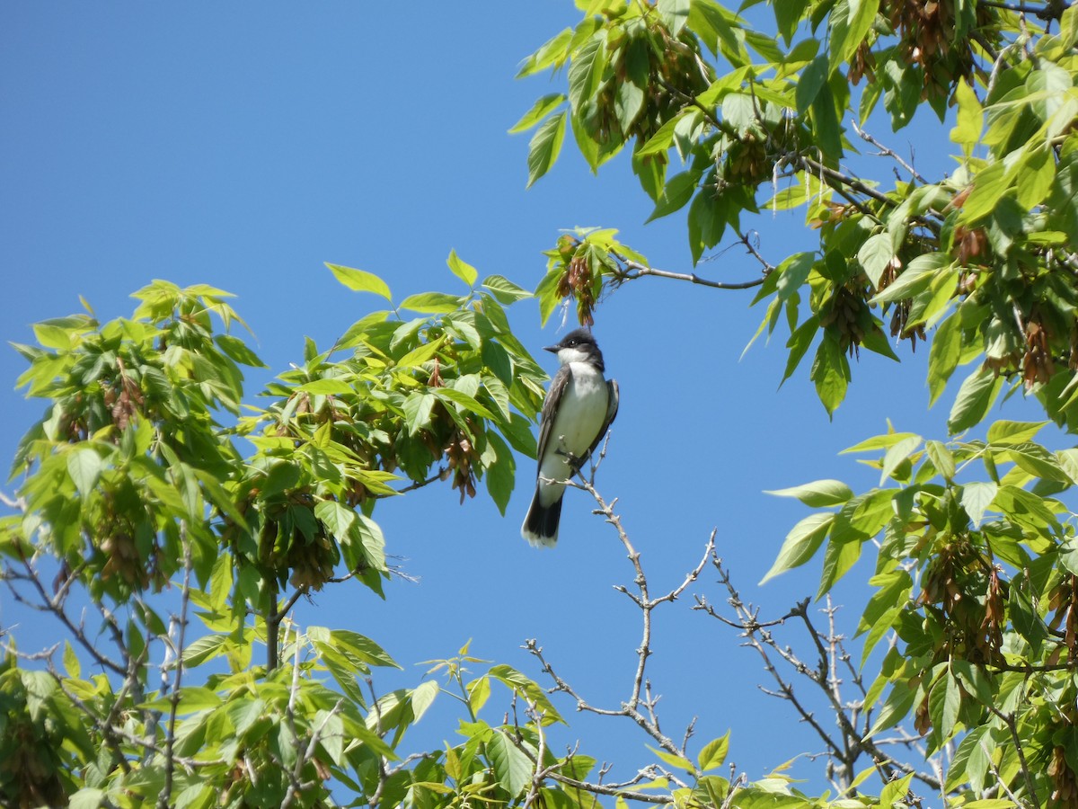 Eastern Kingbird - ML619343362