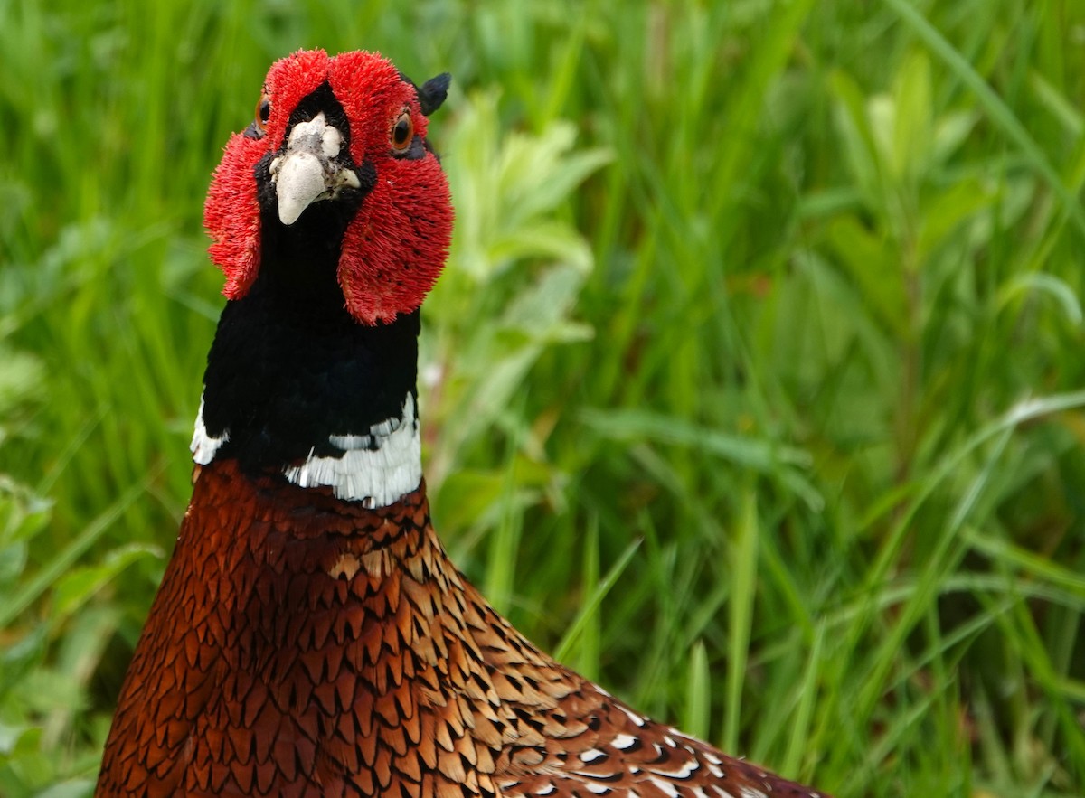 Ring-necked Pheasant - ML619343363