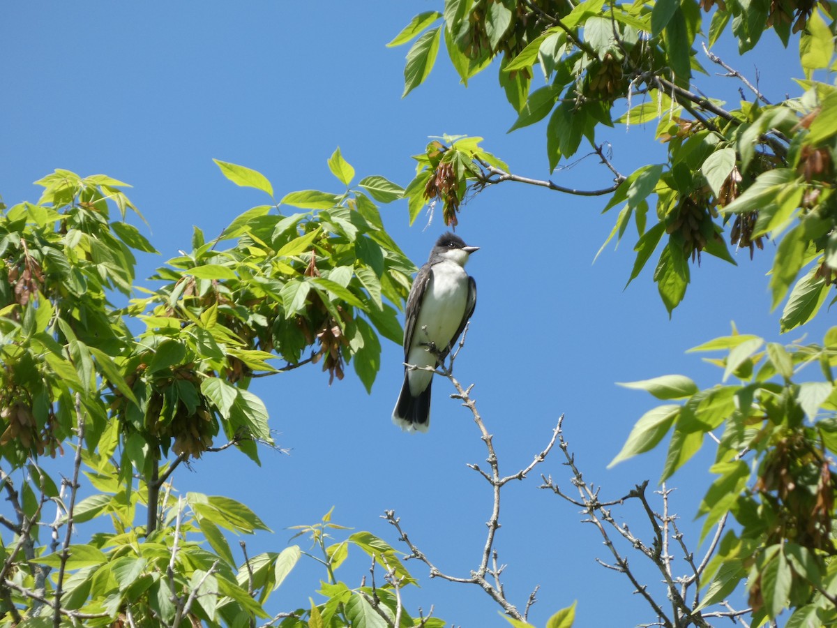 Eastern Kingbird - ML619343369