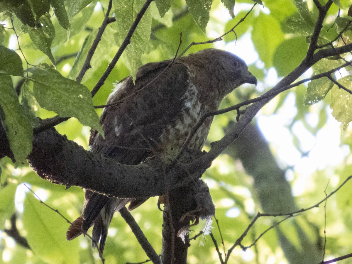 Broad-winged Hawk - Tom Nagel