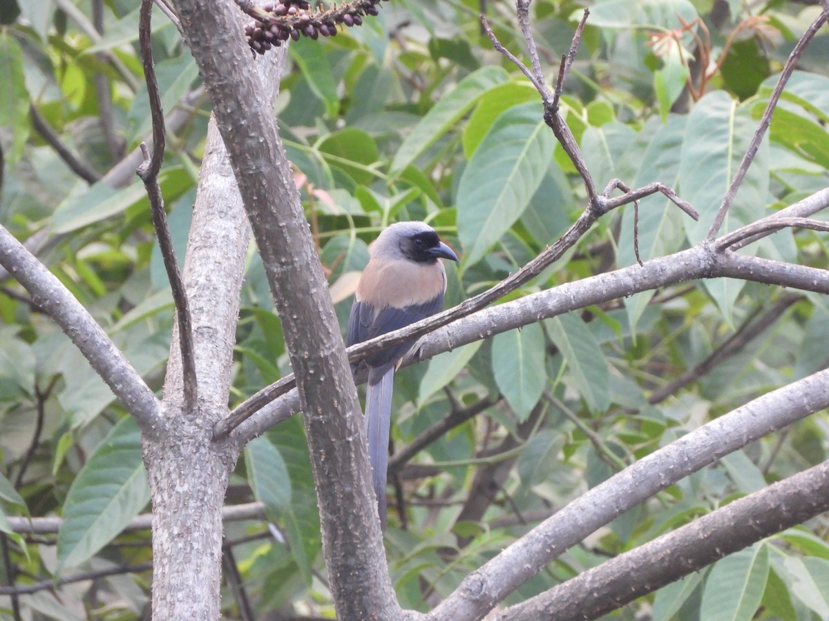 Gray Treepie - Veda Nadendla