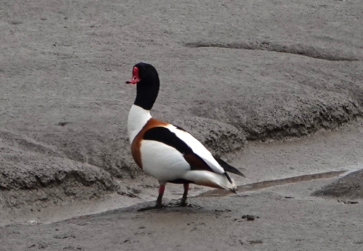 Common Shelduck - ML619343385