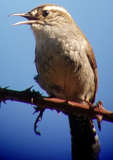 Bewick's Wren - Craig Felts