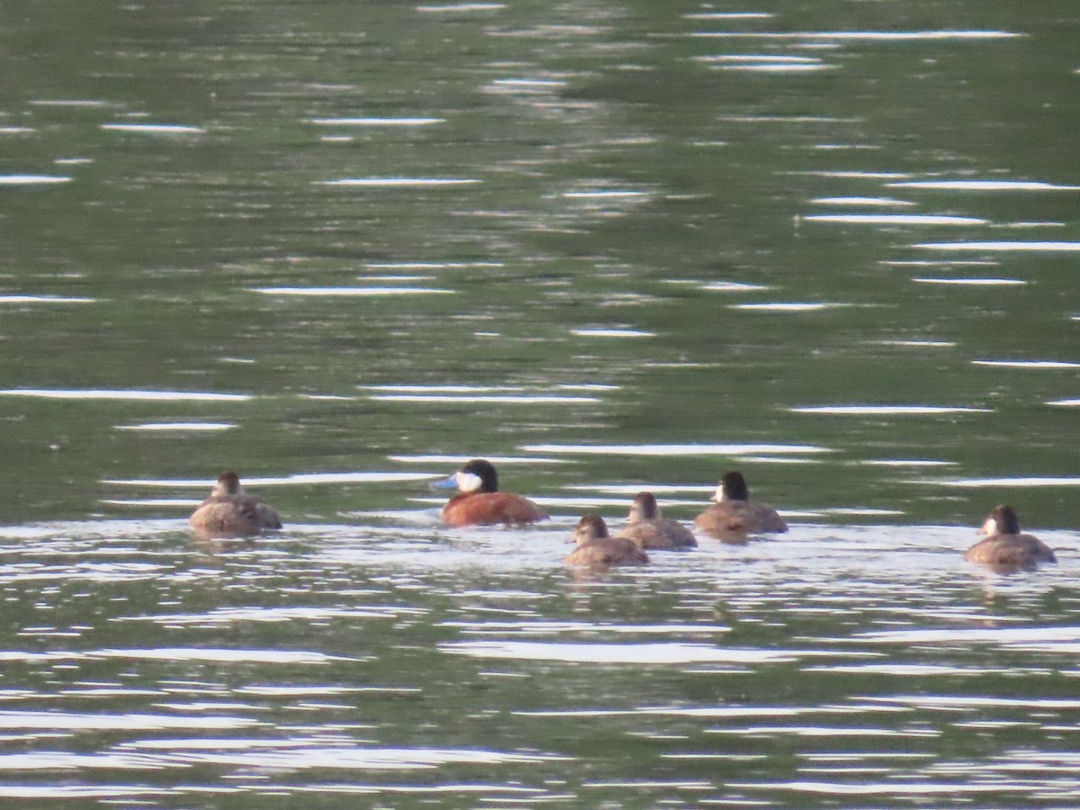 Ruddy Duck - ML619343425