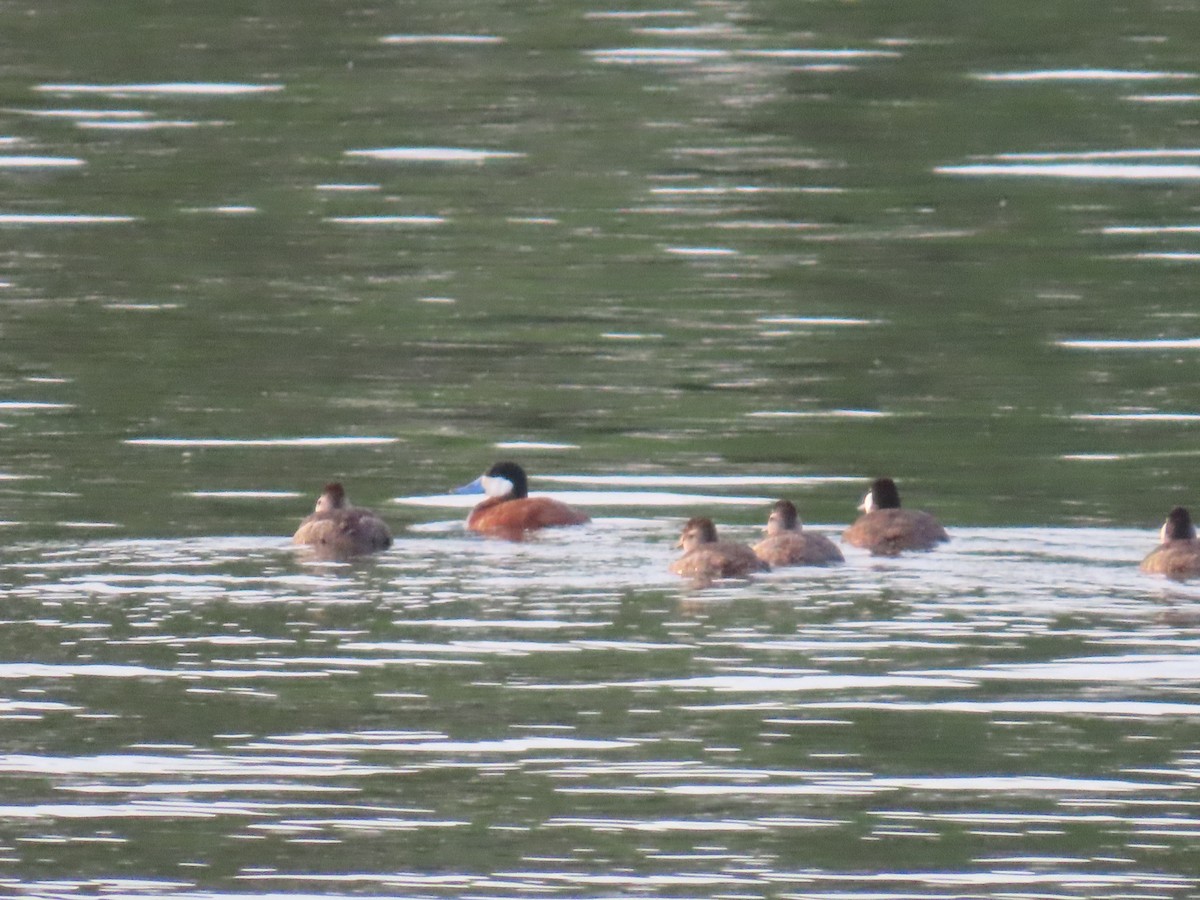 Ruddy Duck - ML619343426