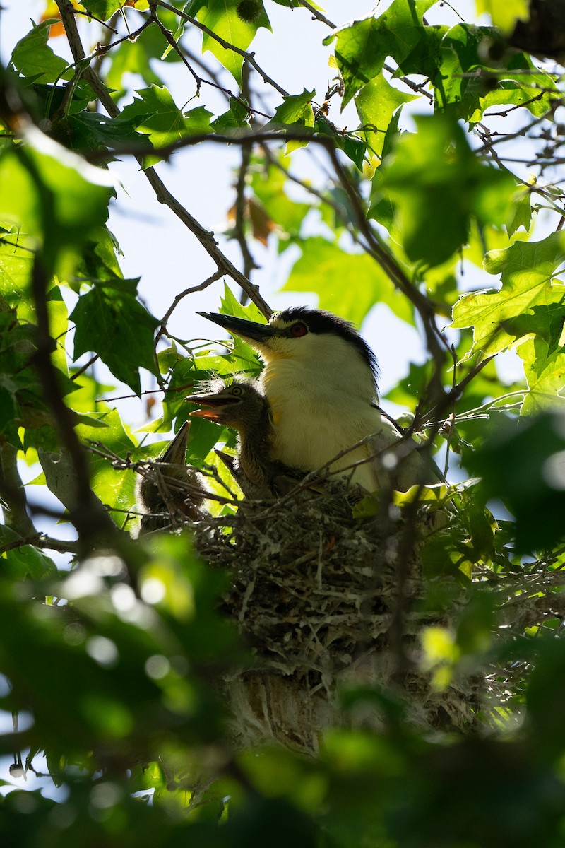 Black-crowned Night Heron - Lazy Birders