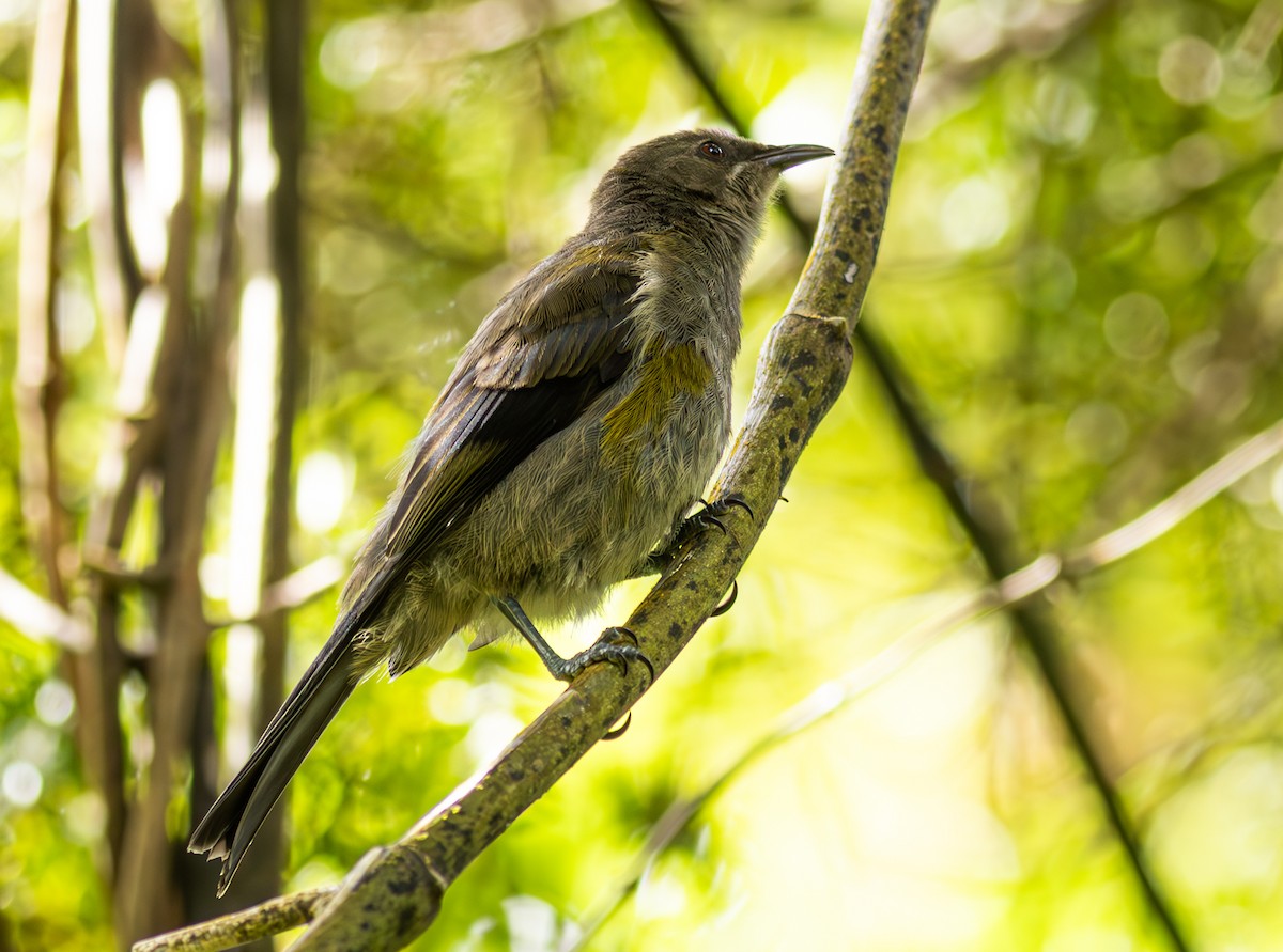 New Zealand Bellbird - Pedro Nicolau
